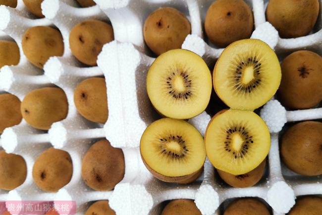 贵州猕猴桃主栽品种柱头可授性研究 超低温储藏猕猴桃花粉活性
