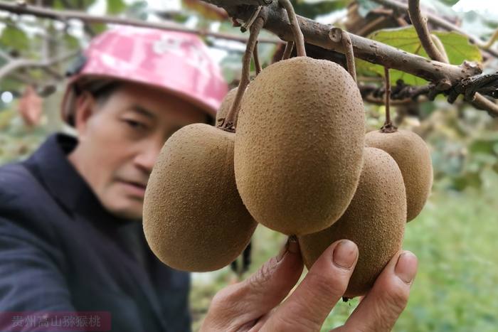 浙江紹興市獼猴桃產業農合聯成立大會在章鎮鎮舉行