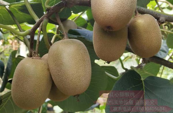 新一季猕猴桃4月初将“登陆”台州新西兰“阳光金果”继续闪耀中国市场