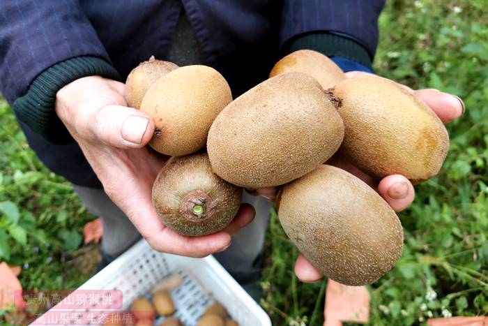国产猕猴桃和新西兰奇异果差别有多大？不比不知道，一比吓一跳！