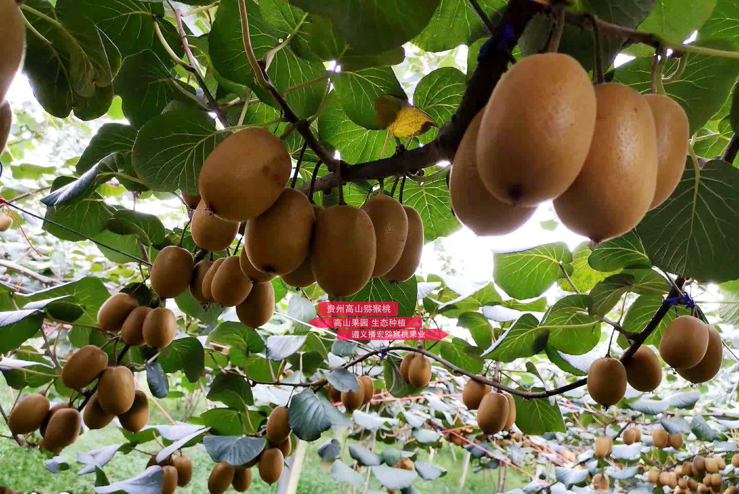 重庆巫溪县菱角镇红心猕猴桃迎来了丰收季
