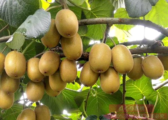 云南省昭通市镇雄县是猕猴桃的理想种植之地之一