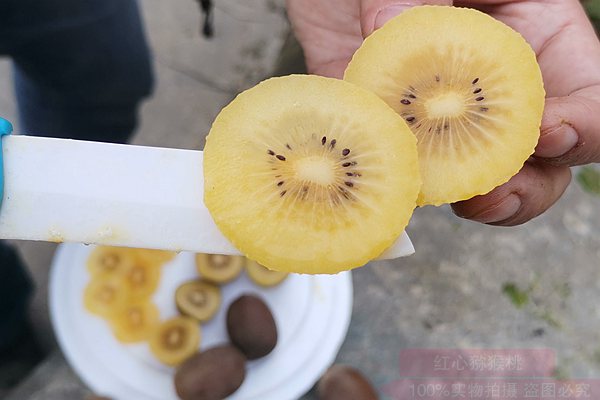 新西蘭進口到中國的黃心獼猴桃陽光金果單果的售價在7-10元/顆
