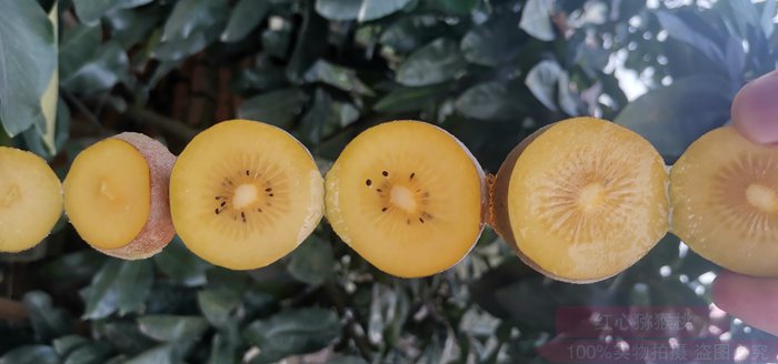 “金龍二號”黃心獼猴桃在京東商城試銷