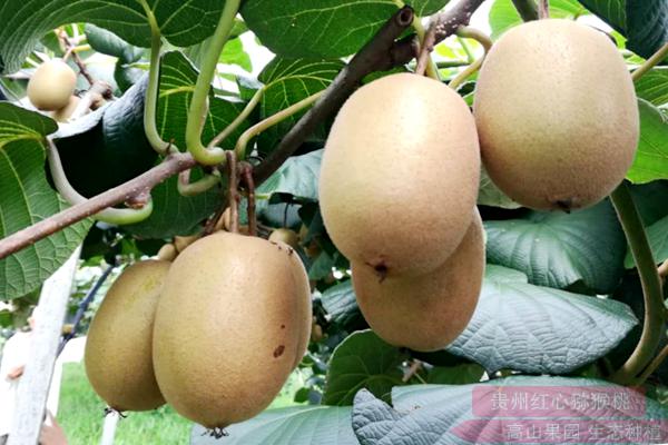 浙江绍兴市猕猴桃产业农合联成立大会在章镇镇举行