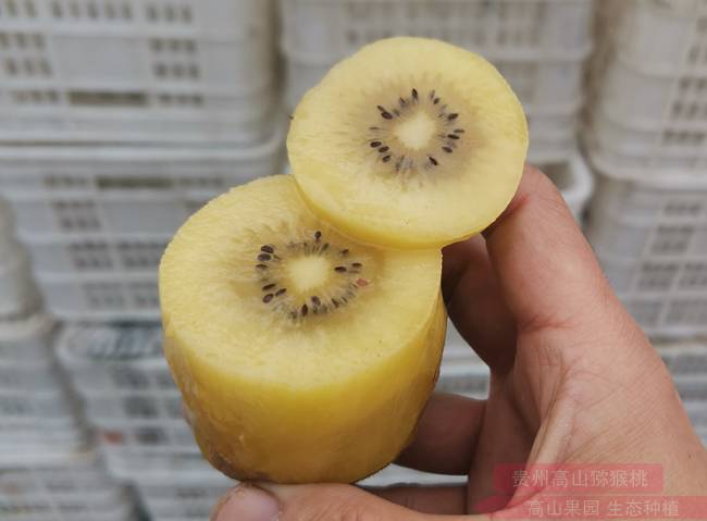 贵州省毕节市赫章县况华明打造精品猕猴桃的品牌