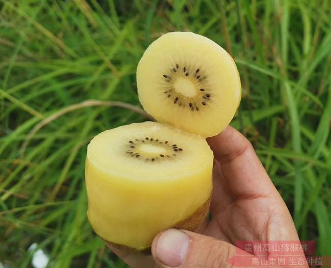 贵州省遵义市绥阳县小关乡飞水村的猕猴桃进入采摘期