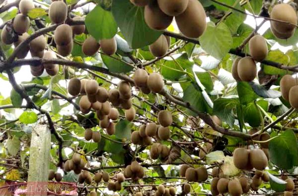 新西兰接待中国农业考察团 参观牛油果和猕猴桃果园