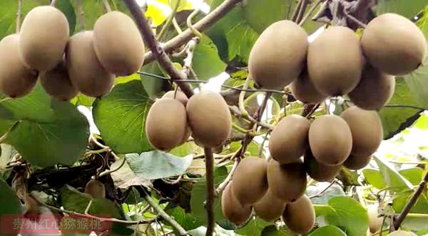贵州遵义播州区三岔镇黄心猕猴桃卖到全国各地