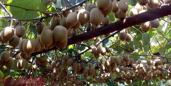 湖南長沙瀏陽中策生態農場的獼猴桃熟了