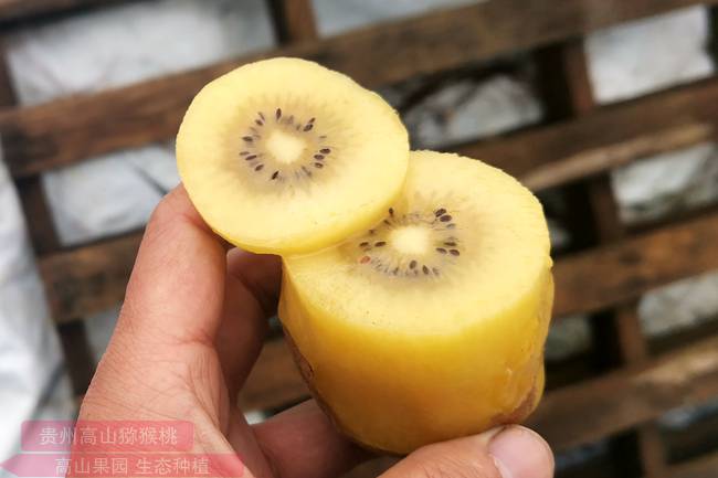 炎热夏季 陕西猕猴桃专家把种植技术带到田间地头