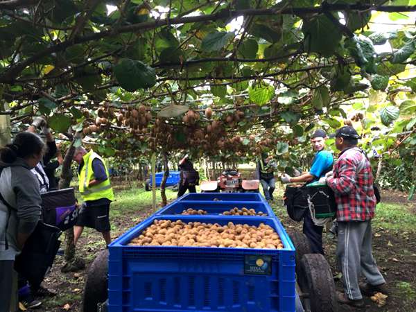 法國是歐洲第三大獼猴桃生產國 以“Clean Kiwi”品牌銷售獼猴桃
