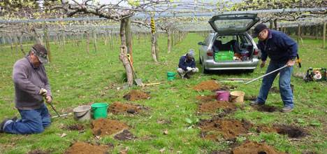 新西兰果园土壤有机质含量高