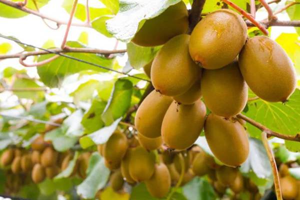 新西兰佳沛公司推出红肉猕猴桃是最新品种的猕猴桃