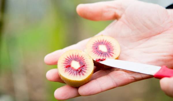 新西兰新品种红心猕猴桃的“红宝石猕猴桃”首先开始采摘 New RubyRed kiwifruit variety due on shelves soon