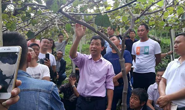 贵州息烽县中康农业种植猕猴桃 带动周边两千农户致富