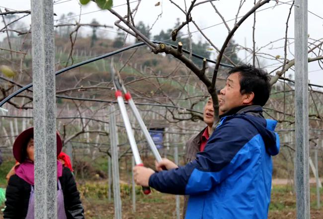 贵州修文针对猕猴桃人工授粉、溃疡病绿色防控开展栽培技术培训
