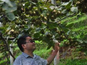 山东省文登市李秀德种植一亩猕猴桃一次性需要投入约5000元成本