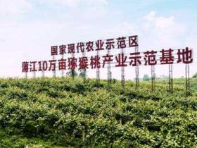 四川蒲江红心猕猴桃今年几月成熟上市