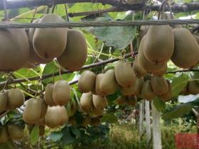 四川雅安雨城区猕猴桃主要红阳猕猴桃、金果猕猴桃、金艳猕猴桃、阳光金果