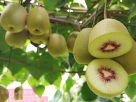 贵州省毕节市大方县银行支持发展猕猴桃种植