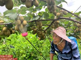 蒲江猕猴桃亩产高达6000斤，这位种植达人是如何做到的？