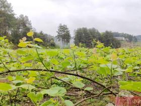 湖北赤壁神山兴农科技有限公司旗下的有机猕猴桃种植基地面积一万亩