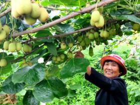 湖南省永顺县气候和地质条件很适合种植猕猴桃
