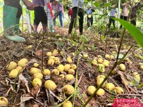山东单县农民总结出来种植猕猴桃的经验 农户小面积种植收益最好