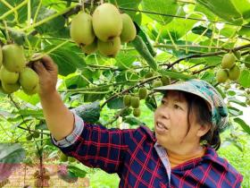 山东青岛平度的猕猴桃获得高产