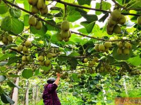 安徽六安金寨千亩红心猕猴桃产业 明年进入盛果期