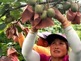 贵州遵义有机猕猴桃行业的实践者李亮
