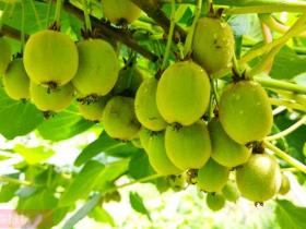 湖北赤壁神山兴农科技有限公司成立于2009年4月 从事高端优质黄心猕猴桃生产