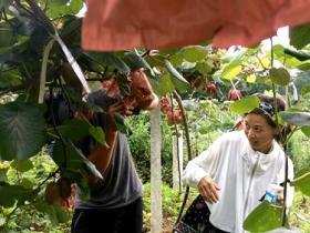 云南瑞丽市育秀猕猴桃专业合作社的红心猕猴桃种植基地农户盼丰收