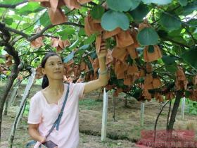 陕西西安逸霖生态农业科技有限公司董事长张淋琳年销百万猕猴桃