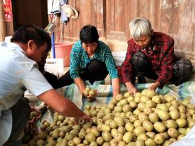杨凌吉农花粉支持西藏猕猴桃产业的甜蜜扶贫路
