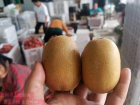 红心猕猴桃黄心猕猴桃主要产区是四川 绿心猕猴桃品种来自陕西