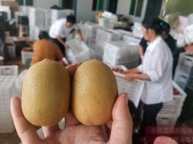 中国猕猴桃产业技术顾问组到湖南省永顺县调研猕猴桃产业