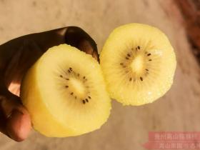 广西植物研究所研究员李洁维服务龙胜县猕猴桃产业