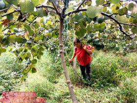 王小铁历经八年 带动陕西的有机猕猴桃产业
