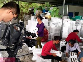 湖北桃李飘香生态果园有限公司打造种植、采摘、观光为一体红心猕猴桃产业链