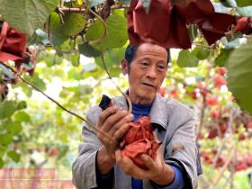 广东和平县水果研究所的猕猴桃技术人员给出567月份管理方法