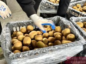 2024年贵州水城县红心猕猴桃批发价格多少钱一斤