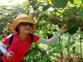 陕西眉县开展网上课堂 培训猕猴桃种子技术