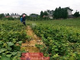 四川省康源农产品有限公司在雅安芦山的红心猕猴桃基地