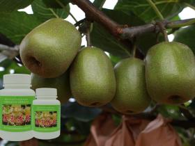 贵州安健果业有限公司成立于2015年 销售修文贵长猕猴桃