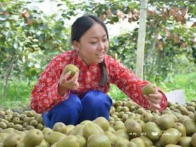 红心猕猴桃一次投资种植多少亩最好 湖北武汉植物所的专家告诉你