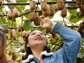 贵州中康农业舒红 创造中国猕猴桃种植新高度