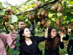 绿水青山养“金果”贵州江口种植千亩猕猴桃带动群众致富