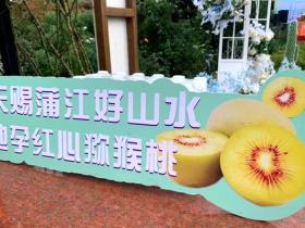 四川成都蒲江成为了世界公认的红心猕猴桃种植最佳适宜区